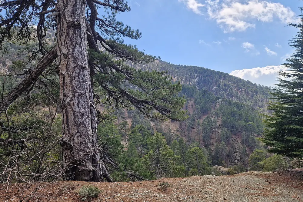 An old black pine on a mountain path in the Troodos forest, with wooded slopes behind